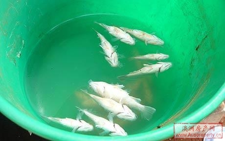 鱼雨——当地居民接到的雨水,白色的小鱼随着雨从天而降