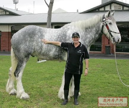 高2.05米：澳洲拥有世界最高大马亮相农展会(图)