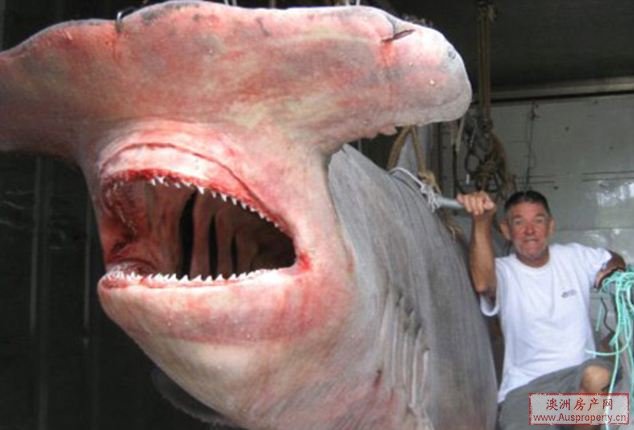渔民捕获罕见锤头鲨昆州博物馆欲买下展览(图)