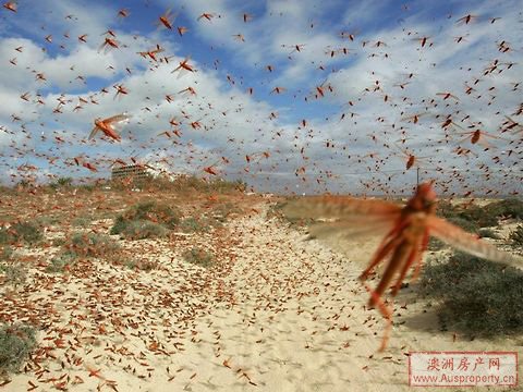 蝗虫过境澳洲东南部景象骇人农民损失严重