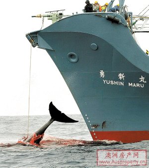 日本捕鲸