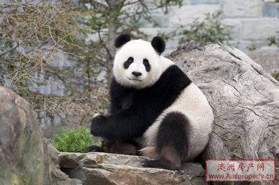 阿德莱德市动物园中的中国大熊猫