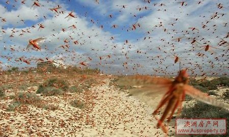 澳大利亚遭遇75年最严重蝗灾 连绵40里