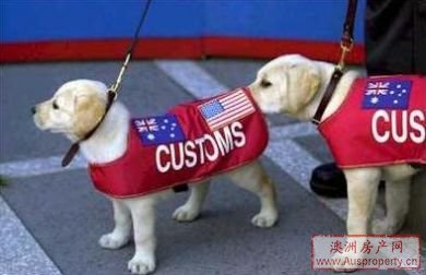 澳大利亚出入境注意事项