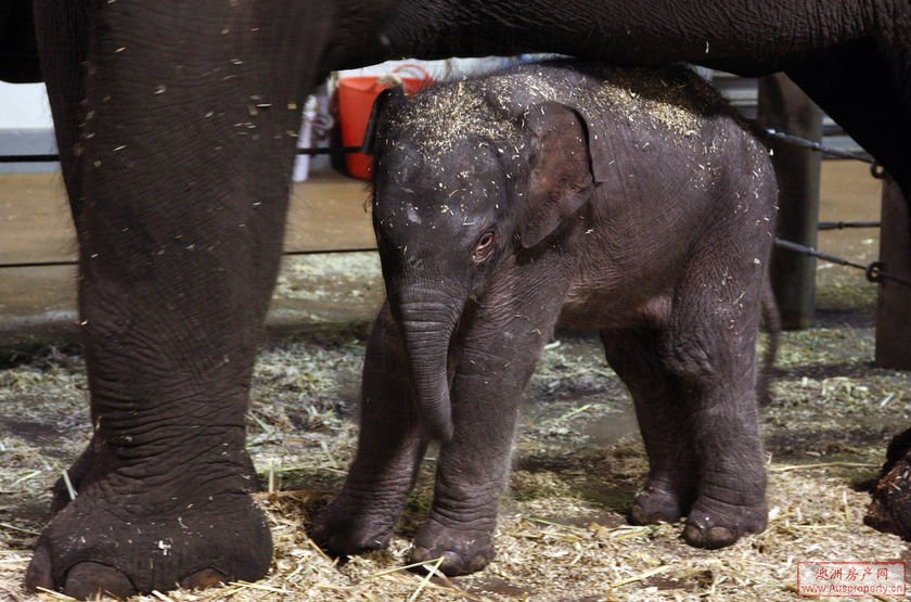 悉尼动物园诞生第三只亚洲小象 悉尼动物园诞生第三只亚洲小象