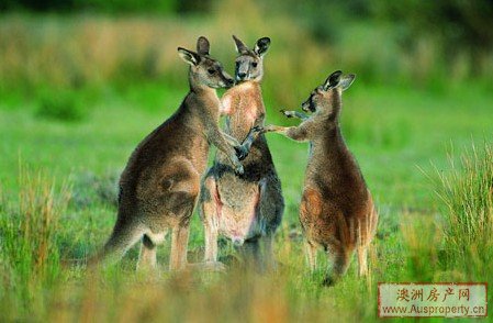 澳大利亚移民六大礼仪