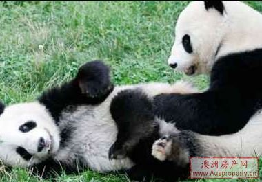 为养中国熊猫 阿市动物园负债累累