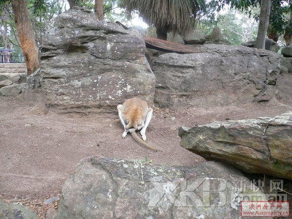 在澳洲动物园看袋鼠得碰运气