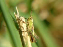 新州南部出现新一波蝗祸