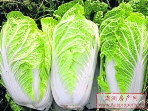 亚洲蔬菜在澳走水栽之路 亚洲蔬菜在澳走水栽之路