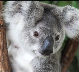 南澳树袋熊将送往香港 南澳树袋熊将送往香港