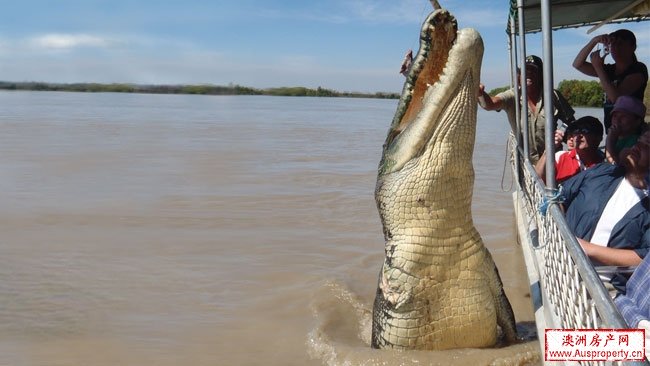 阿得雷德河上演巨鳄一跃 阿得雷德河上演巨鳄一跃