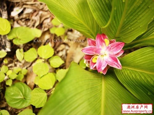 美丽姜花