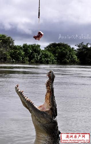 Spectacular Jumping Crocodile Cruise (船游鳄鱼跳)