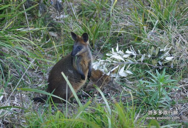 澳洲旅游风景图
