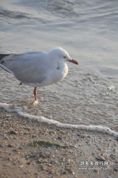 澳洲旅游 澳洲旅游