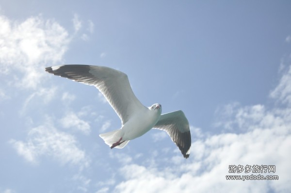 澳洲旅游 澳洲旅游