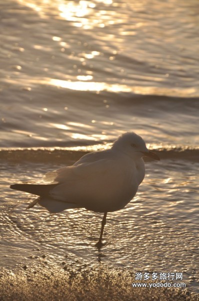澳洲旅游 澳洲旅游