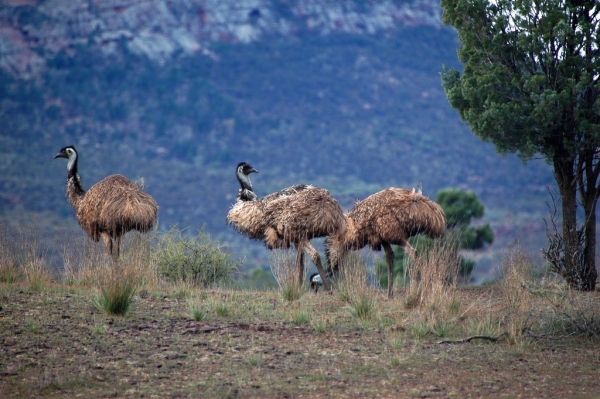 澳洲旅游风景图 澳洲旅游风景图
