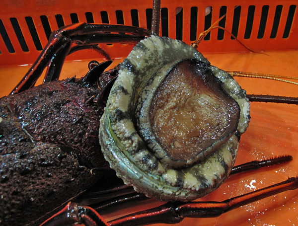 澳洲旅游风景图