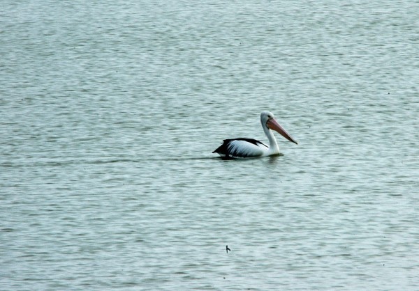 澳洲旅游风景图 澳洲旅游风景图