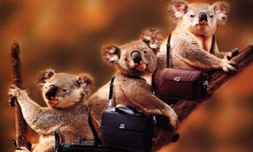 澳洲移民澳洲商业移民_澳洲房产网|专业的澳大