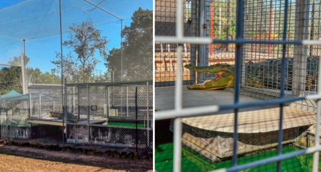 土澳日常！北领地业主卖房免费赠送鳄鱼