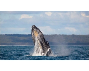 名利双收！昆州热门旅游地被誉为“世界第一鲸鱼遗产地”！