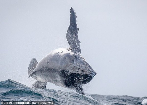 19864808-7586509-British_expat_Mr_Goodridge_who_moved_from_Yorkshire_to_Australia-m-57_1571360727638.jpg,0