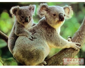 树袋熊——澳大利亚代表动物