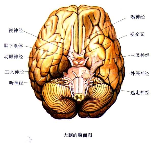 大脑