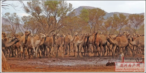干旱威胁着澳大利亚野生骆驼的生命
