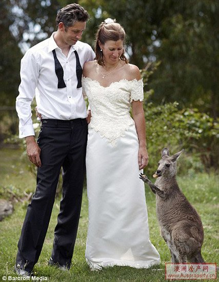澳大利亚情侣请袋鼠在婚礼上当“伴娘”(图)