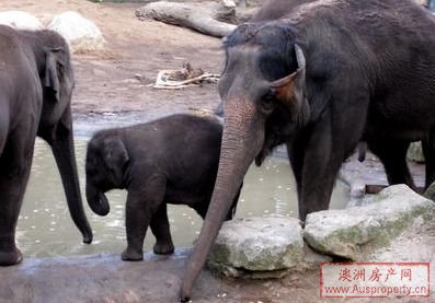 墨尔本动物园泰国象受祝福