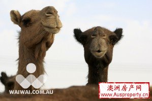 缓解生态问题 澳洲将设骆驼屠宰场