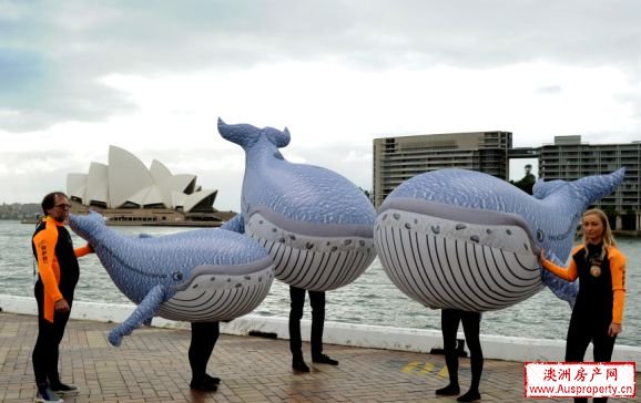 踏入冬季 悉尼观鲸季节开始