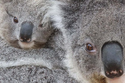 Koalas will be better protected in NSW, Queensland and ACT ... but not Victoria or SA.