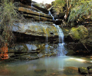 悉尼shop 1,266 burwood rd,bur