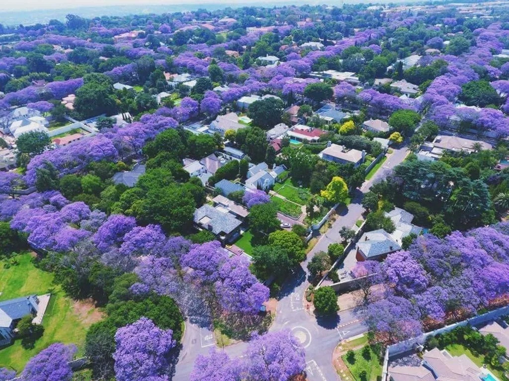 蓝花楹小镇图片