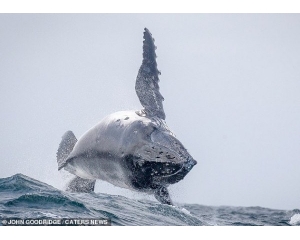 悉尼海岸超3000头座头鲸开始迁徙，时有座头鲸跃出水面